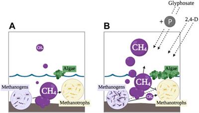 A perspective on how glyphosate and 2,4-D in wetlands may impact climate change